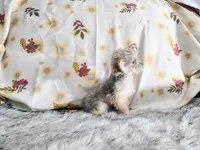 Teacup -McLaren, a male Maltipoo for sale in Weatherford, TX – 2 of 4