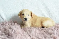 Petunia, a female Golden Retriever for sale in Weatherford, TX – Photo 4 of 5