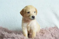 Petunia, a female Golden Retriever for sale in Weatherford, TX – Photo 3 of 5