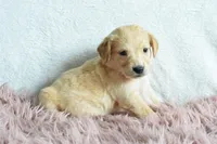 Petunia, a female Golden Retriever for sale in Weatherford, TX – Photo 5 of 5