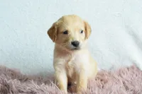 Petunia, a female Golden Retriever for sale in Weatherford, TX – Photo 2 of 5