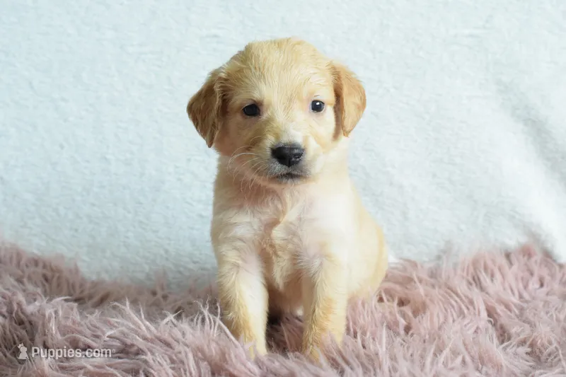 Petunia – Golden Retriever puppy for sale in Weatherford, TX