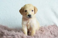 Petunia, a female Golden Retriever for sale in Weatherford, TX – Photo 1 of 5