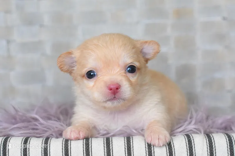 Neon pink  – Chihuahua puppy for sale in Coleman, TX