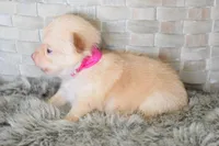 Neon pink , a female Chihuahua for sale in Coleman, TX – Photo 5 of 5