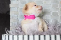 Neon pink , a female Chihuahua for sale in Coleman, TX – Photo 3 of 5