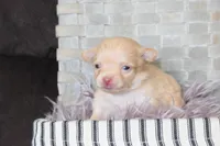 Neon pink , a female Chihuahua for sale in Coleman, TX – Photo 4 of 5