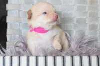 Neon pink , a female Chihuahua for sale in Coleman, TX – Photo 2 of 5