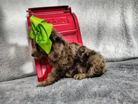 Green-medium, a male Goldendoodle for sale in Coleman, TX – 2 of 6