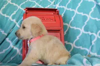 Peach, a female Golden Retriever for sale in Coleman, TX – 4 of 4