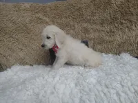 Magenta , a female Goldendoodle for sale in Coleman, TX – 6 of 6