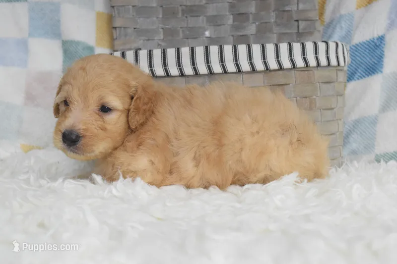 Blue – Goldendoodle puppy for sale in Coleman, TX