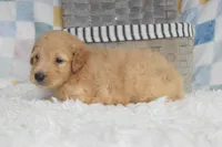 Blue, a male Goldendoodle for sale in Coleman, TX – 1 of 6