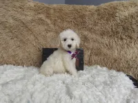 Purple, a female Goldendoodle for sale in Coleman, TX – 3 of 5