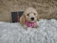 Light pink, a female Goldendoodle for sale in Coleman, TX – 7 of 7