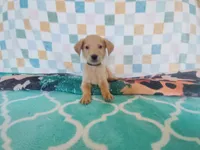 Donut, a male Golden Retriever for sale in Coleman, TX – 1 of 5