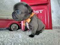 Orange collar, a male French Bulldog for sale in Coleman, TX – 4 of 5