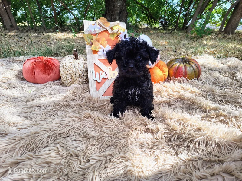 Magenta – Maltipoo puppy for sale in Coleman, TX