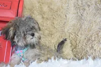 Teacup -McLaren, a male Maltipoo for sale in Coleman, TX – 7 of 7