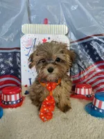 McLaren, a male Maltipoo for sale in Coleman, TX – 4 of 6