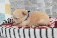 Dark blue, a male Chihuahua for sale in Coleman, TX – 2 of 7