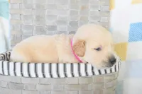 Magenta, a female Golden Retriever for sale in Coleman, TX – 2 of 3