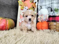Princess , a female Havapoo for sale in Coleman, TX – 4 of 4