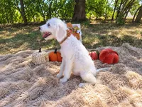 Purple-Standard, a female Goldendoodle for sale in Coleman, TX – 2 of 3