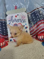Dark blue, a male Chihuahua for sale in Coleman, TX – 9 of 9