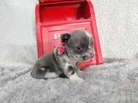Diamond , a female French Bulldog for sale in Coleman, TX – 5 of 6