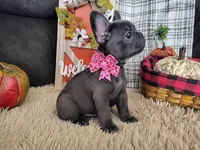 Opal-Weekend Sale, a female French Bulldog for sale in Coleman, TX – 2 of 3