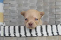 Dark blue, a male Chihuahua for sale in Coleman, TX – 4 of 7
