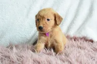 Tulip, a female Golden Retriever for sale in Weatherford, TX – Photo 3 of 5