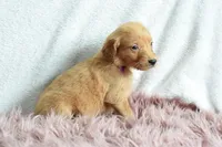 Tulip, a female Golden Retriever for sale in Weatherford, TX – Photo 5 of 5