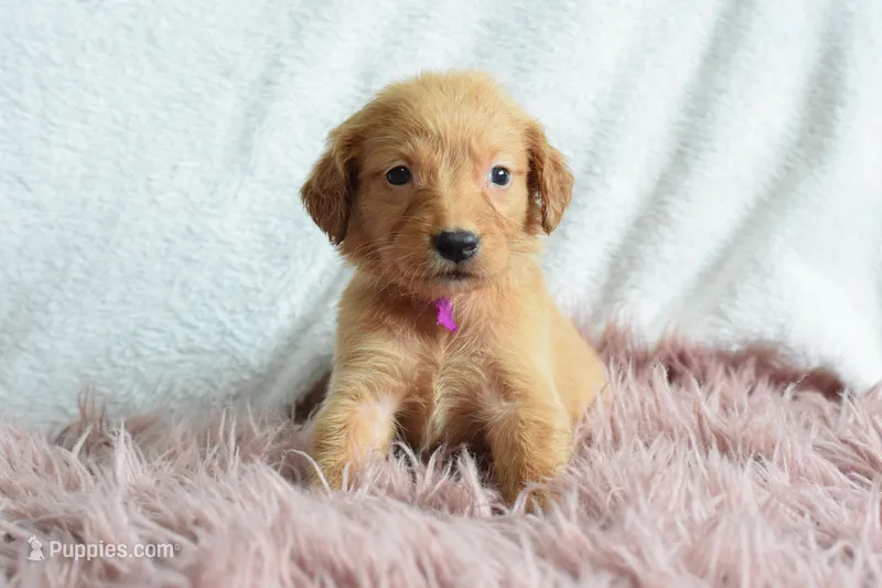 Tulip – Golden Retriever puppy for sale in Weatherford, TX