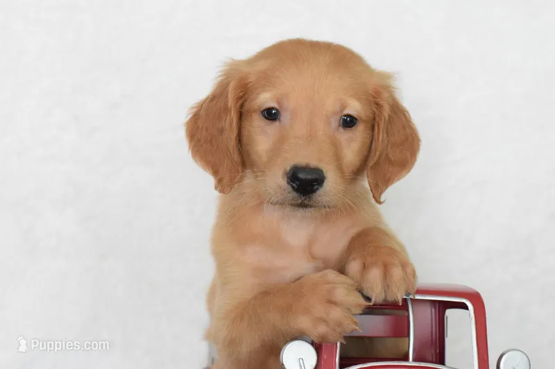 Tulip – Golden Retriever puppy for sale in Coleman, TX