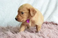 Tulip, a female Golden Retriever for sale in Weatherford, TX – Photo 2 of 5