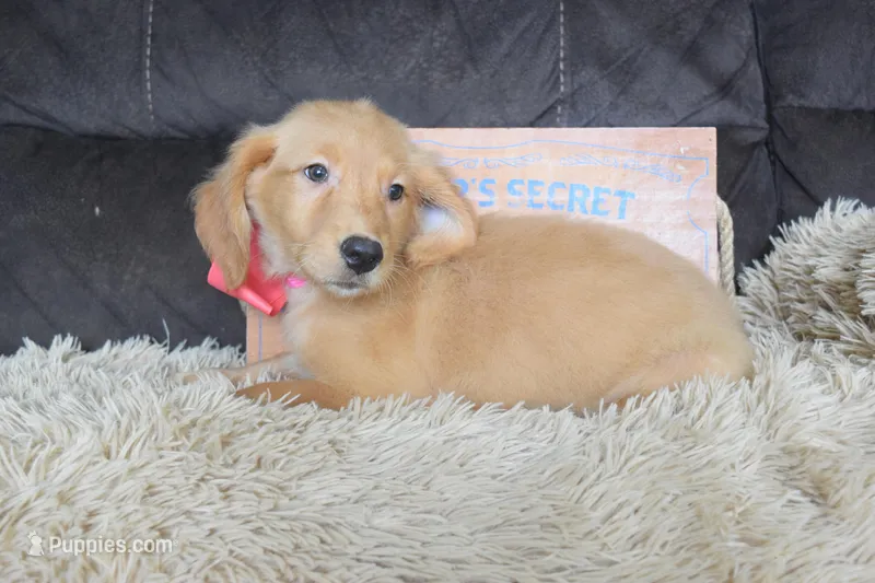 Tulip – Golden Retriever puppy for sale in Coleman, TX