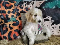 Green-Standard, a male Goldendoodle for sale in Coleman, TX – 4 of 5