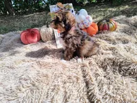 Magenta , a female Havapoo for sale in Coleman, TX – 3 of 4