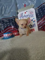 Dark blue, a male Chihuahua for sale in Coleman, TX – 7 of 9