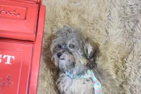 Teacup -McLaren, a male Maltipoo for sale in Coleman, TX – 4 of 7