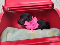 Long Hair- Nutella, a female Miniature Dachshund for sale in Coleman, TX – 2 of 5