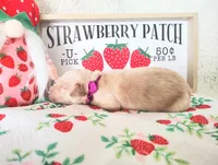 Dark purple, a female Golden Retriever for sale in Coleman, TX – 2 of 4