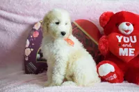 P-green, a male Goldendoodle for sale in Coleman, TX – Photo 2 of 4