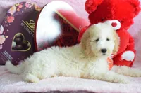 P-green, a male Goldendoodle for sale in Coleman, TX – Photo 3 of 4