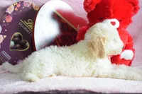 P-green, a male Goldendoodle for sale in Coleman, TX – Photo 4 of 4