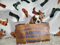 Black , a male Cavalier King Charles Spaniel for sale in Coleman, TX – 4 of 4