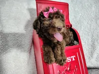 Neon pink- medium , a female Goldendoodle for sale in Coleman, TX – 2 of 7