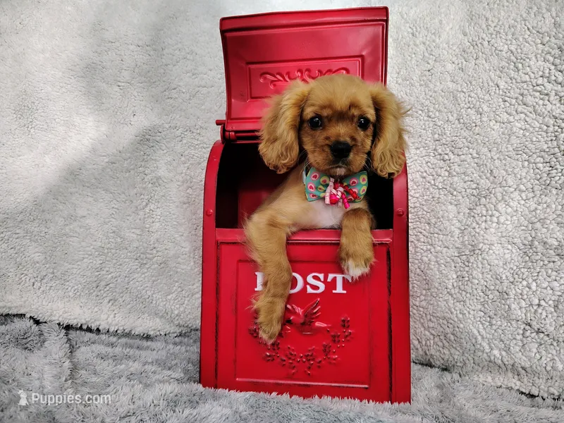 Orange – Cavalier King Charles Spaniel puppy for sale in Coleman, TX